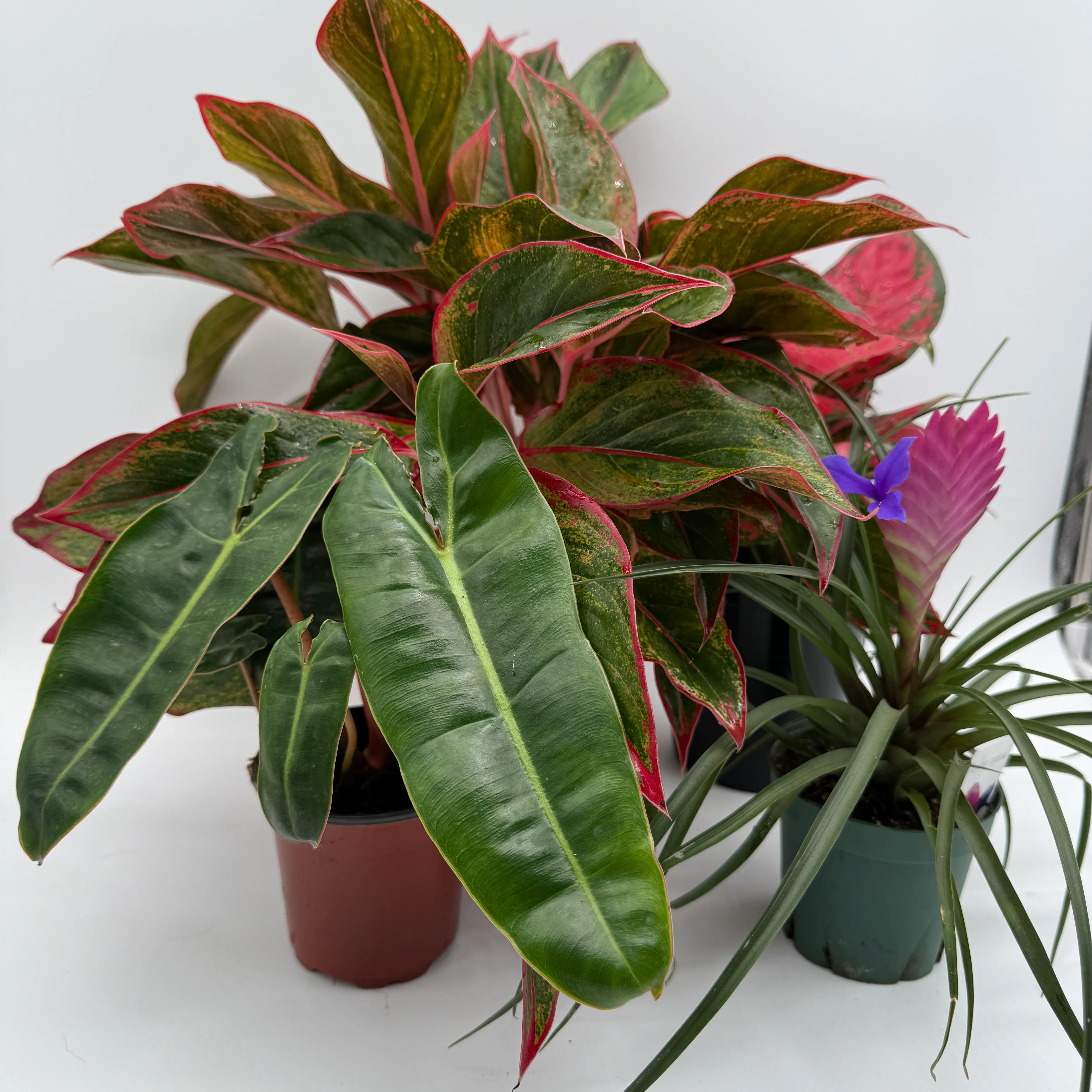 Bring Your Home to Life