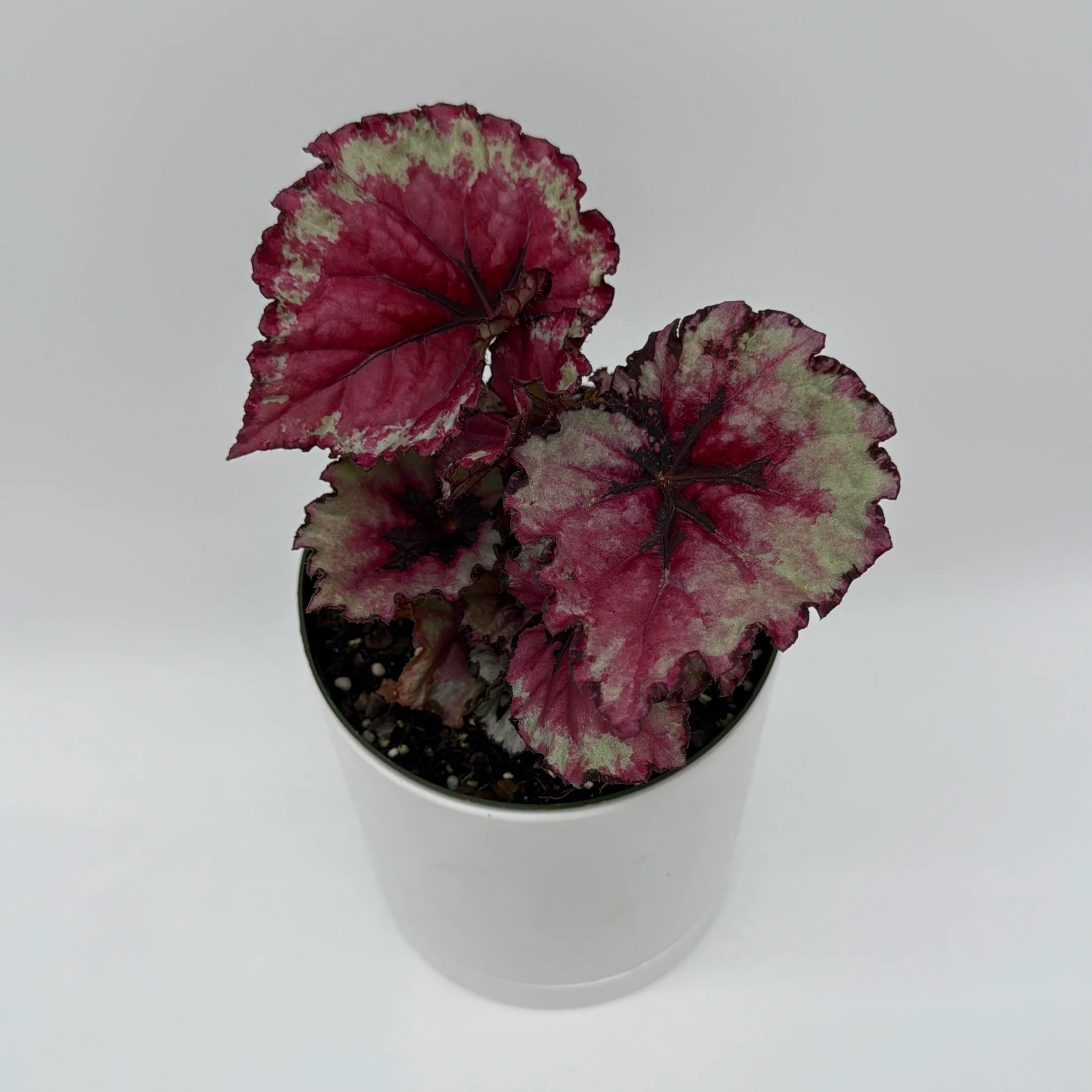 Rare & Collectors' Plants